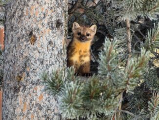 Marten in a tree