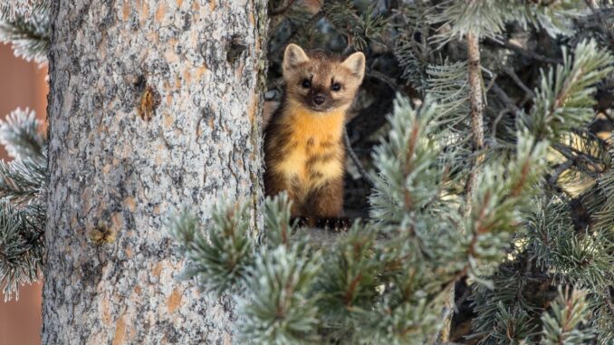 Marten in a tree